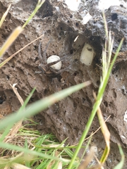 Dolomedes instabilis