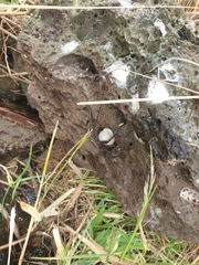 Dolomedes instabilis