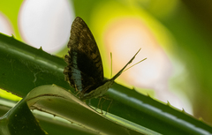 Tanaecia calliphorus