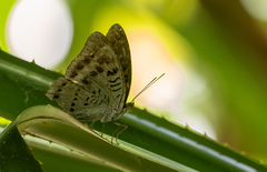 Tanaecia calliphorus