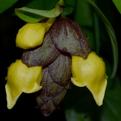 Gmelina philippensis