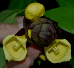 Gmelina philippensis