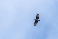 Pernis ptilorhynchus