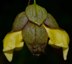 Gmelina philippensis