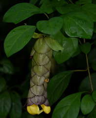 Gmelina philippensis