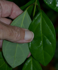 Gmelina philippensis