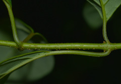 Gmelina philippensis