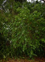 Gmelina philippensis