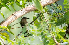 Hypsipetes philippinus