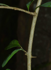 Gmelina philippensis