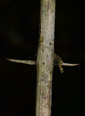 Gmelina philippensis