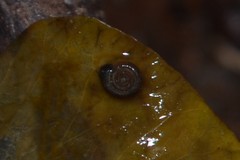 Bathyomphalus contortus