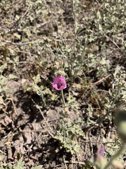 Sphaeralcea mendocina