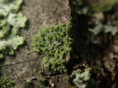 Phaeophyscia nigricans