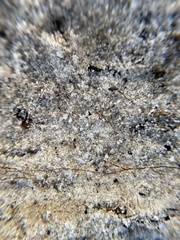 Solenopsis invicta image