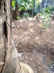 Protosticta gravelyi