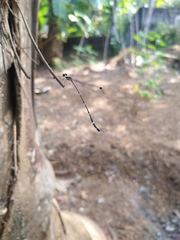 Protosticta gravelyi