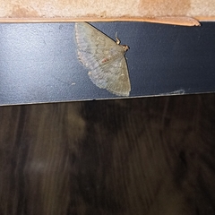 Lepidoptera