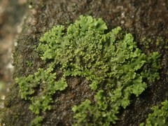 Phaeophyscia nigricans