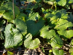 Alliaria petiolata