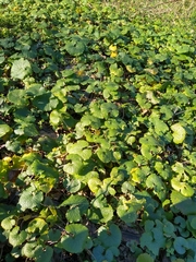 Alliaria petiolata