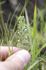 Disperis cardiophora