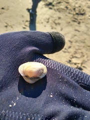 Anadara kagoshimensis