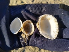 Anadara kagoshimensis