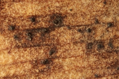 Bartheletia paradoxa