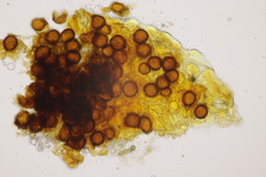 Bartheletia paradoxa