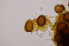 Bartheletia paradoxa
