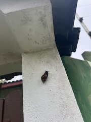 Lissachatina fulica
