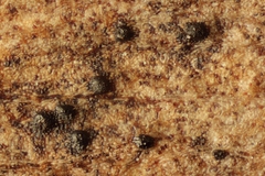 Bartheletia paradoxa