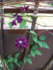 Clematis × jackmanii