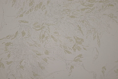 Cryptosphaeria eunomia