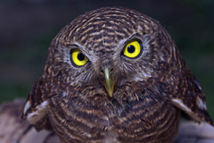 Glaucidium cuculoides