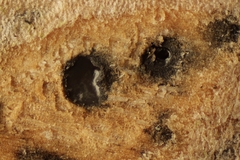 Cryptosphaeria eunomia