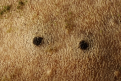 Cryptosphaeria eunomia