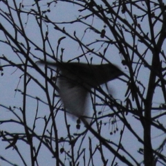 Fringilla montifringilla