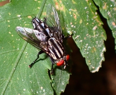Diptera