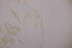 Cryptosphaeria eunomia