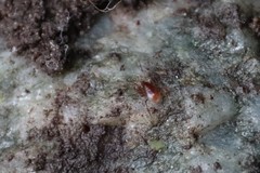 Pergamasus
