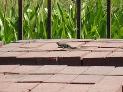 Sceloporus occidentalis occidentalis