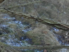 Feld-Ulme (Ulmus minor): Herkunft und Verwendung — Foto 2
