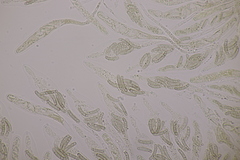 Cryptosphaeria eunomia