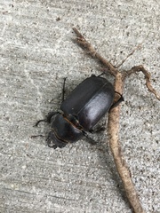 Lucanus placidus