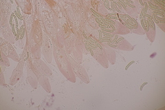 Cryptosphaeria eunomia