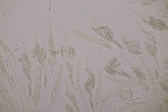 Cryptosphaeria eunomia