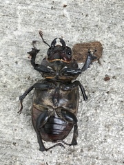 Lucanus placidus