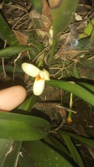 Maxillaria hedwigiae